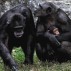 chimp parents